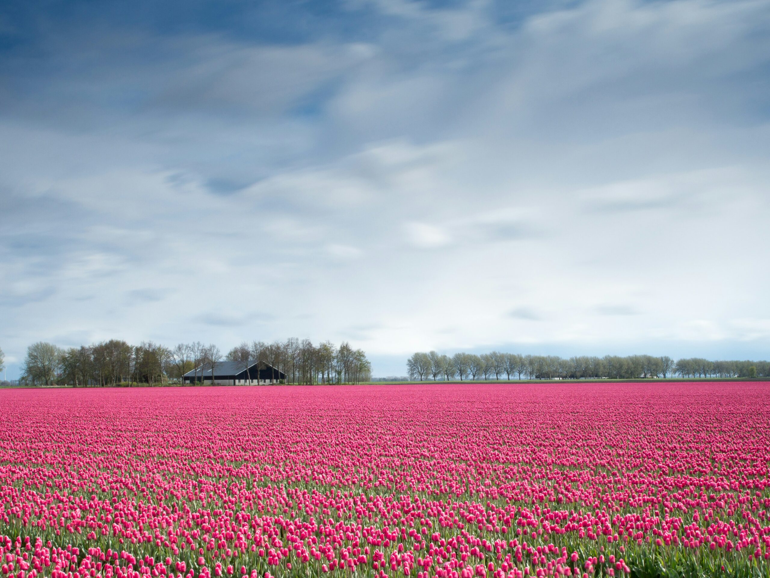 tulip farms